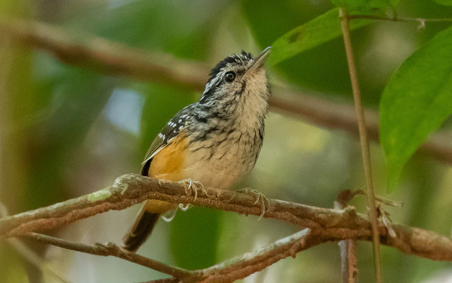 Rondonia Warbling Antbird, Hypocnemis ochrogyna