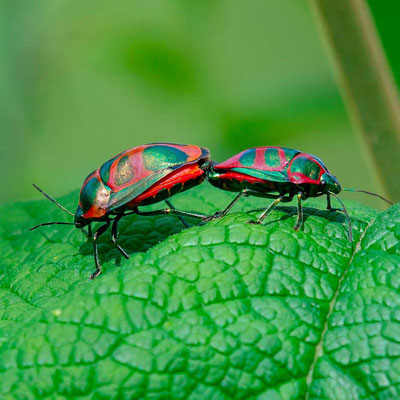 Coléoptère indéterminé. C'est probablement cette période d'accouplement qui nous a permis de les voir. Nous avons finalement observé très peu d'insectes, à part les mouches et les papillons.