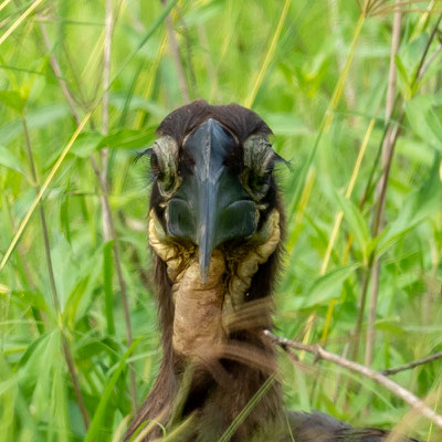 Southern Ground Hornbill,  Bucorvus leadbeateri, femelle