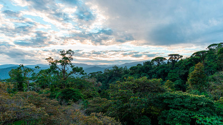 El-Copal forest