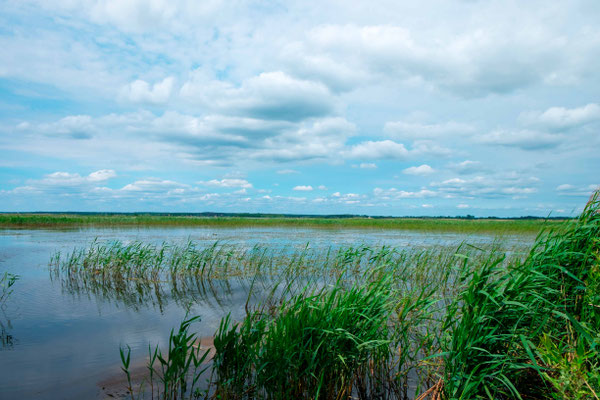 Zone humide vers le lac de Siemanovka