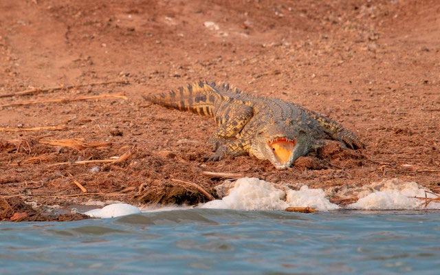 Crocodile du Nil, Crocodilus niloticus
