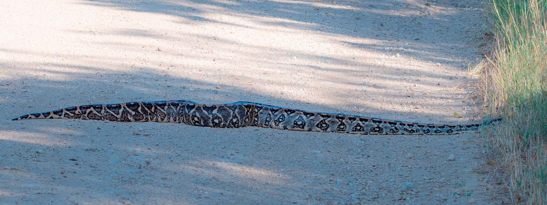 Boa constricteur, Boa constrictor nous barrant la route en quittant le PN de Palo Verde.