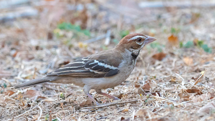 Chestnut-crowned Sparrow-Weaver,  Plocepasser superciliosus