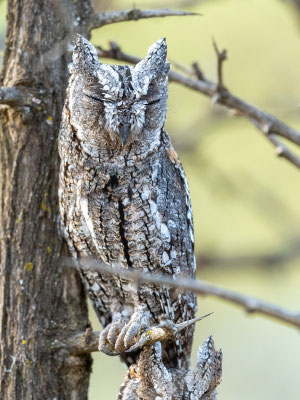 Petit duc africain, Otus senegalensis. Hara lodge