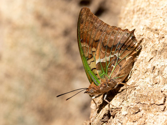 Undefined Butterfly. Bishangari forest