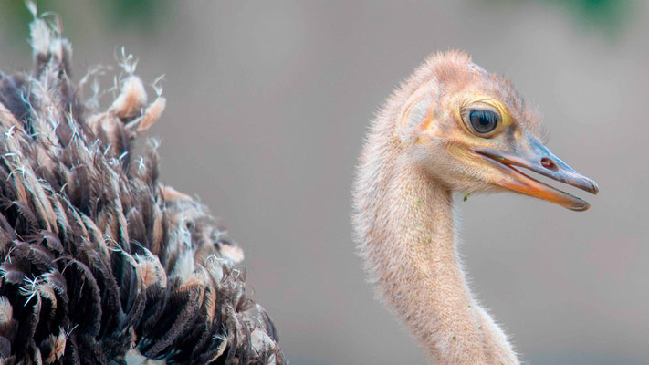 Autruche d'Afrique, Struthio camelus 