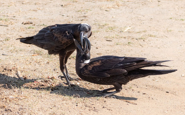 Thick-billed Raven, Corvus crassirostris. Endemic. Hara lodge