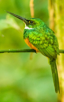 Rufous-tailed Jacamar, Galbula ruficauda, male