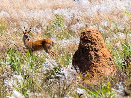 Cerf des Pampas Ozotoceros bezoarticus