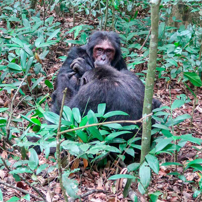 Chimpanzee , Pan troglodytes, grooming