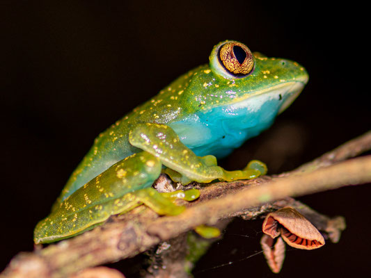 Leptopelis barbouri, endémique des Uzungwas