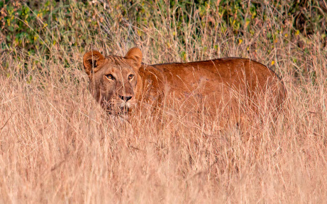 La lionne