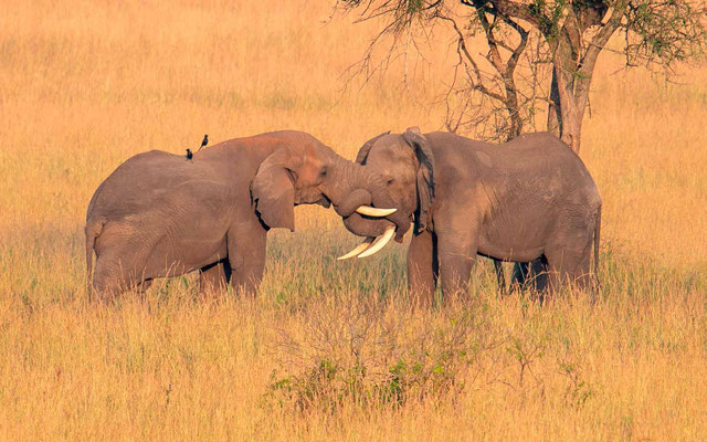 Calins d'éléphants 1