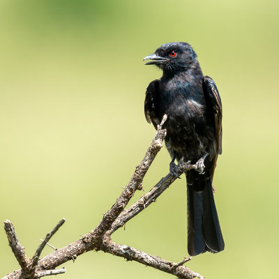 Drongo brillant,  Dicrurus adsimilis