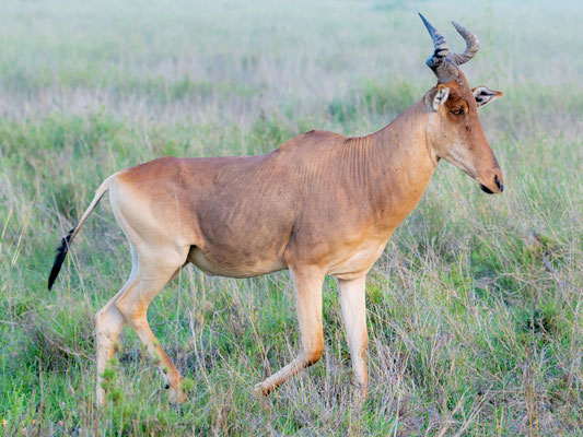 Coke's Hartebeest,  Alcelaphus buselaphus cokei