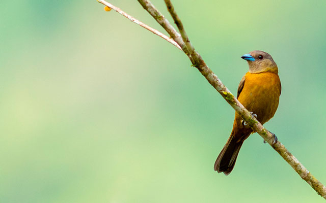 White-lined Tanager, Tachyphonus rufus, femelle