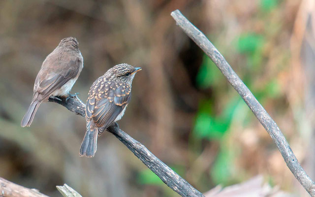 Gobemouche des marais, Muscicapa aquatica. Avec son jeune.