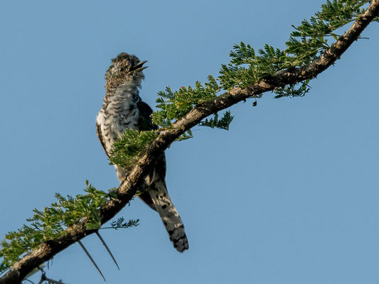 Coucou didric, Chrysococcyx caprius. Autour de Doho lodge 