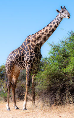 Girafe Massai, Giraffa camelopardalis tippelskirchii