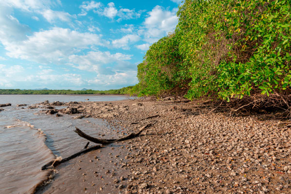 Mangrove à la Enseneda