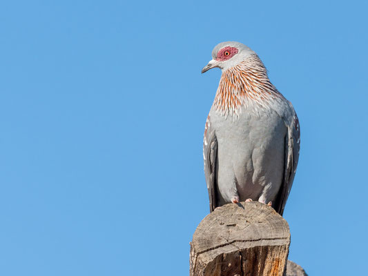 Pigeon roussard, Columba guinea. Omniprésent dans tout le pays, le biset d'Ethiopie. 