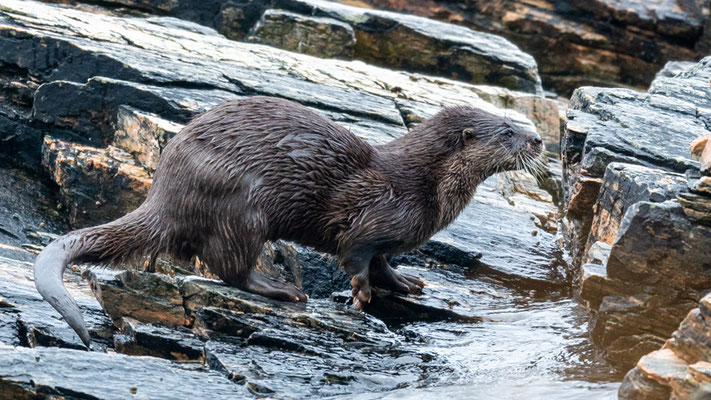 Loutre d'Europe, Lutra lutra