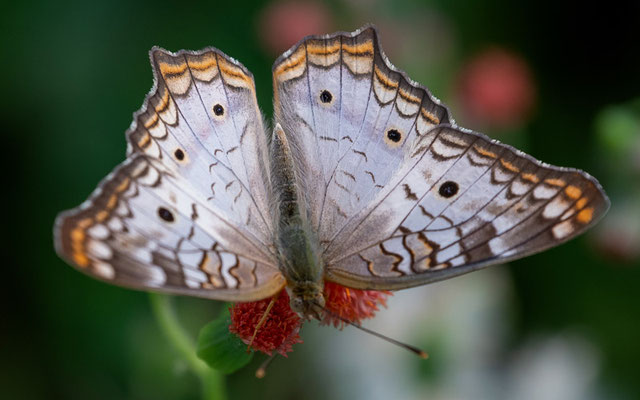 Nymphale Cendré, Anartia jatrophae