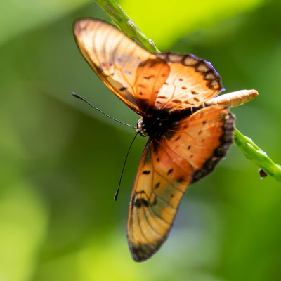 Acraea sp.