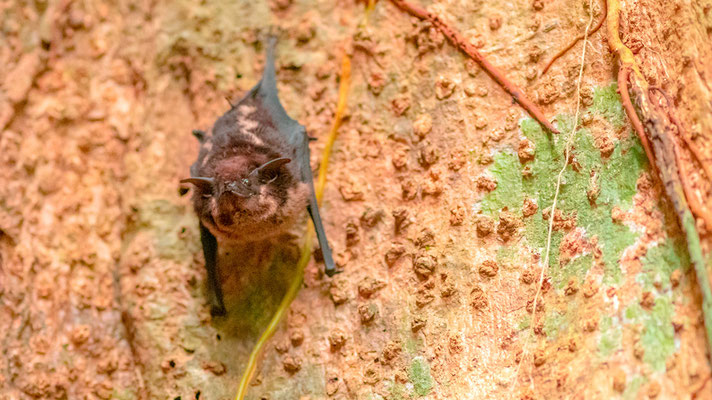 Greater sac-winged bat, Saccopteryx bilineata 