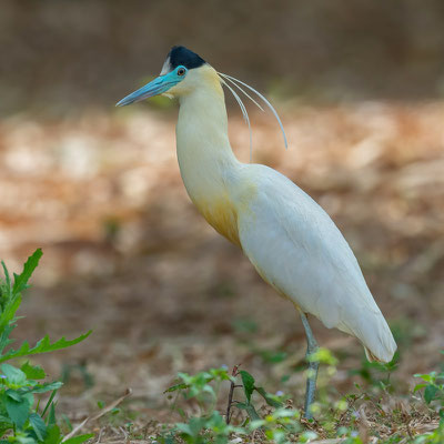 Capped Heron, Pilherodius pileatus