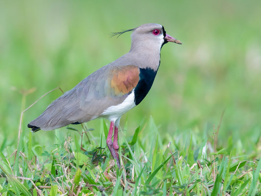  Vanneau téro, Vanellus chilensis