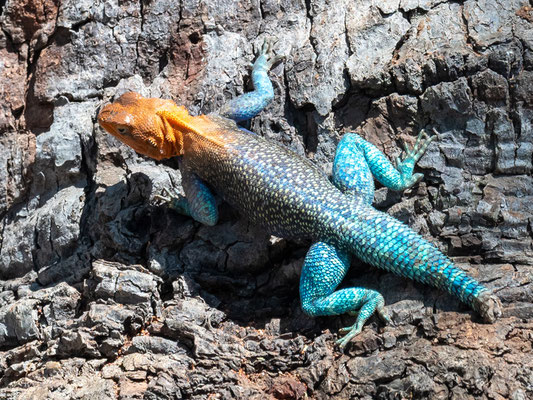 Agama lionotus, male