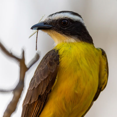 Social Flycatcher, Myiozetetes similis