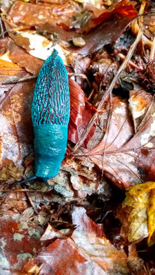 Carpathian blue slug, Bielzia coerulans