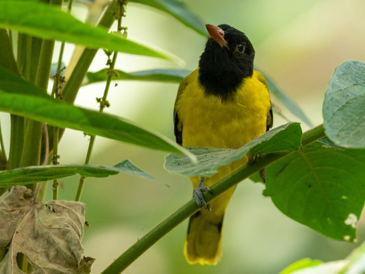 Loriot masqué, Oriolus larvatus