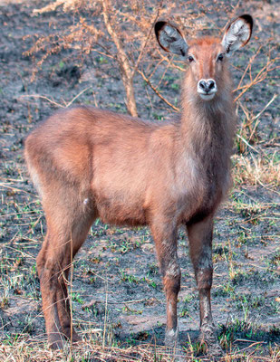 Cobe à croissant, Kobus ellipsiprymnus