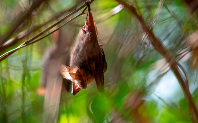 Chiroptère indéterminé dormant dans un arbre.