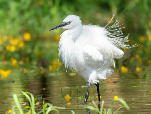 Aigrette garzette, Egretta garzetta