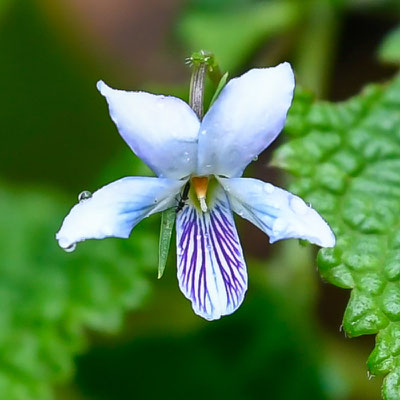 Undefined flower. Viola sp.?