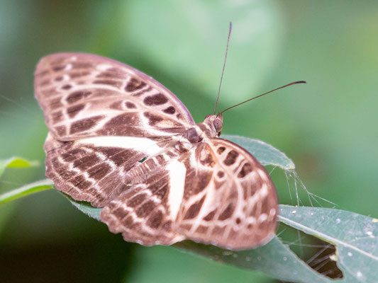 Oberthür's pathfinder, Catuna oberthueri