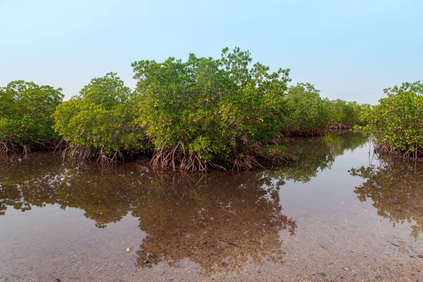 Mangrove de Soucouta