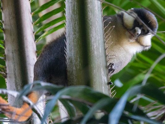 Cercopithèque ascagne, Cercopithecus ascanius