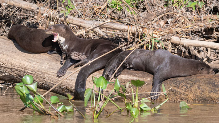 Famille de Loutre Géante. Pteronura brasiliensis sur le Rio Claro