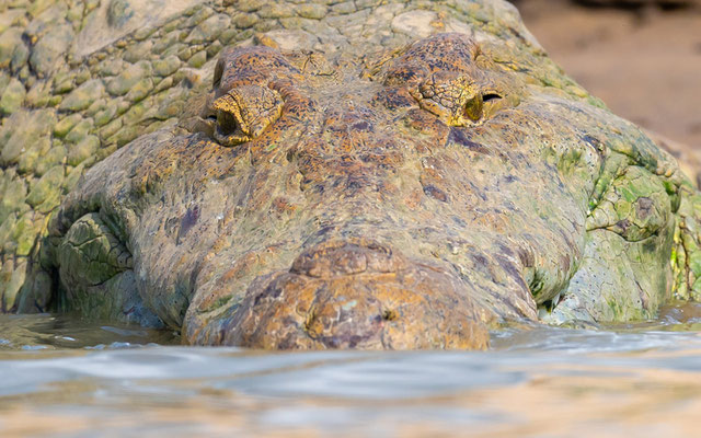 Portrait du Crocodile du Nil, Crocodylus niloticus 