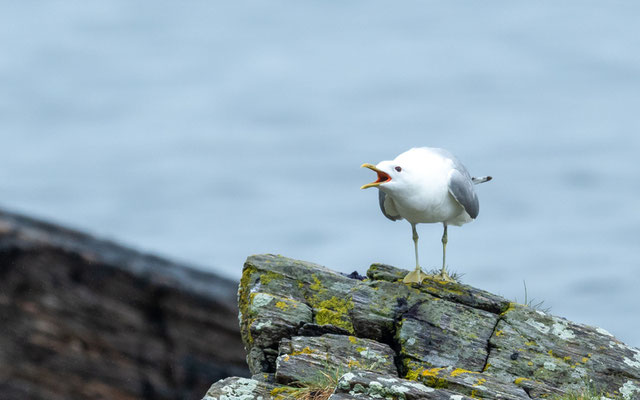 Goéland cendré, Larus canus