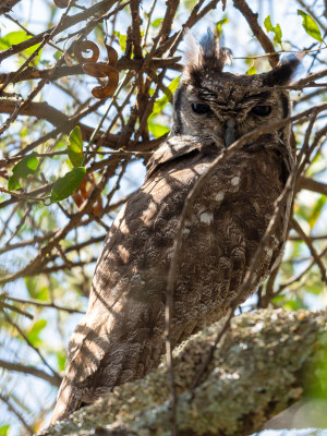 Grand-duc du Sahel, Bubo cinerascens, 3ème individu.  Autour de l'ancien Simbo Lodge