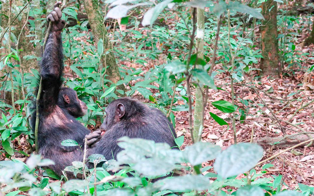 Séance d'épouillage entre Chimpanzé.