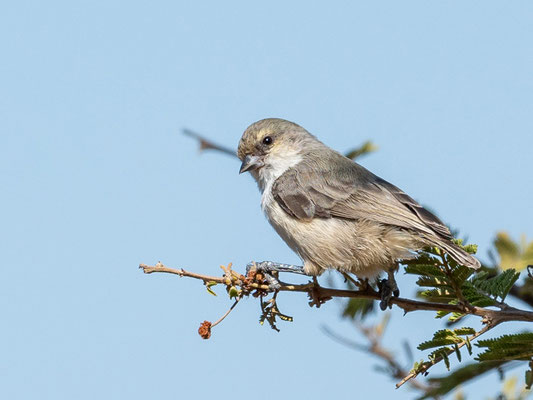Rémiz souris, Anthoscopus musculus. Parc national d' Abijatta- Shalla