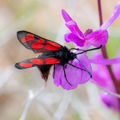 Zygaena sp.